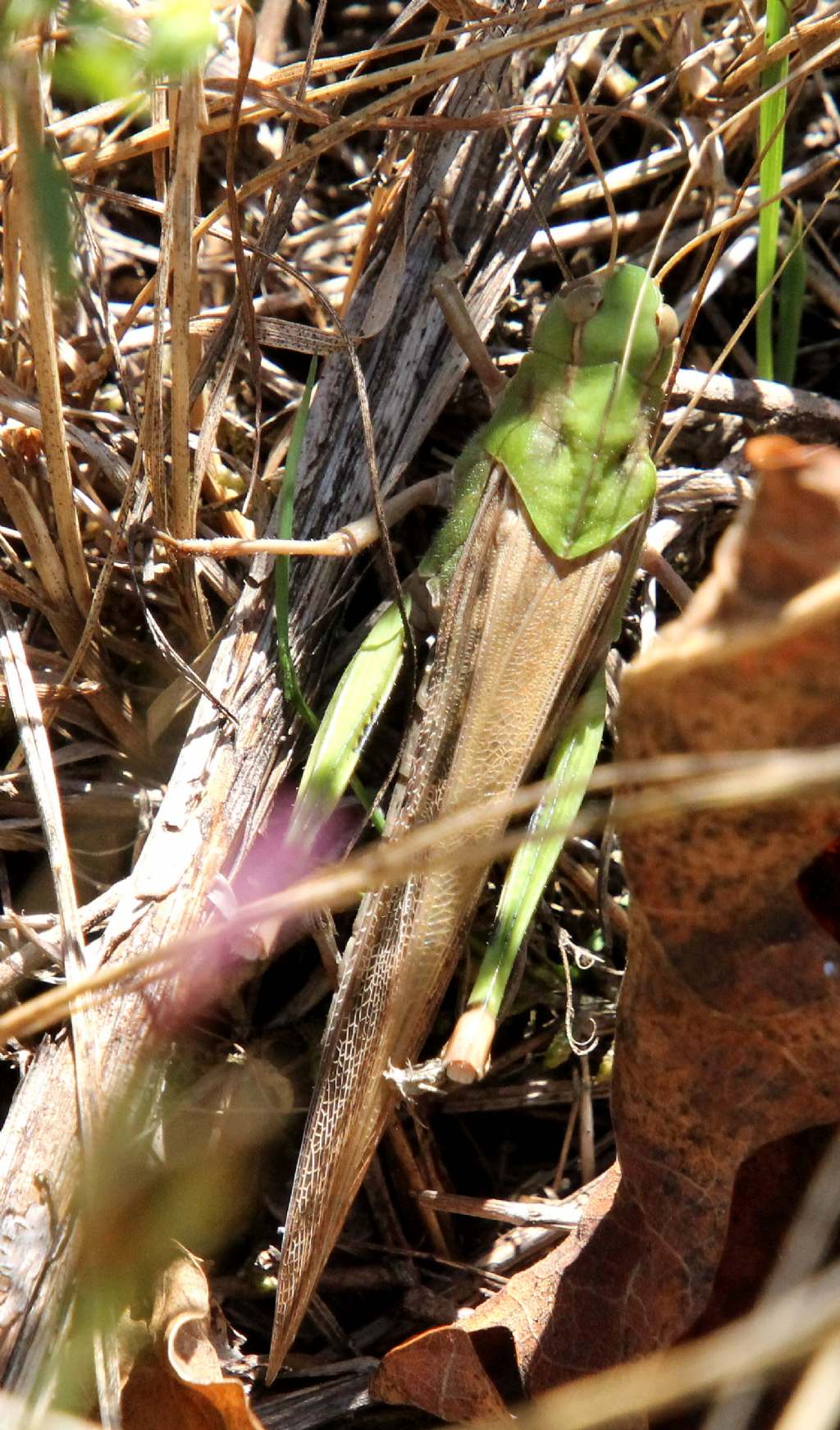 Locusta migratoria cinerascens? S